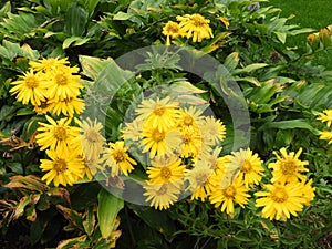 Yellow Fleabane flower grows in vintage garden in Cazenovia NYS