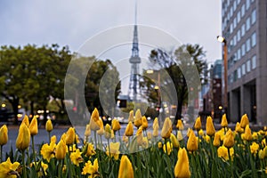 Yellow flight tulip with water dew and blur tv tower, Nagoya