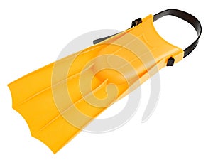 Yellow flipper photo