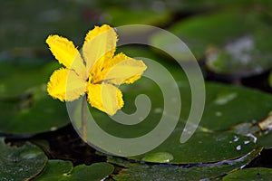 Yellow Floating Heart Nymphoides peltatum flower on Water