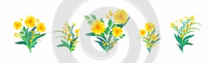 Yellow floral compositions. Blooming spring flowers, green leaves and hearts for greeting