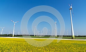 Yellow flourishing oilseed and lots of wind energy plants