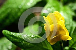 Yellow flover. Blooming plant with yellow bud, pachystachys lutea acanthaceae. Floral background. Concept view