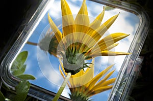 The Yellow Flover, Refllection in the Mirror, Blue Sky photo