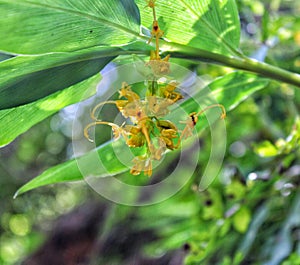 Yellow flowe in the forest,ant on a flower