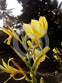 Yellow flower