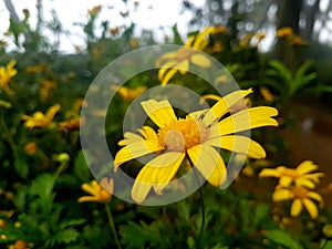 Yellow flower