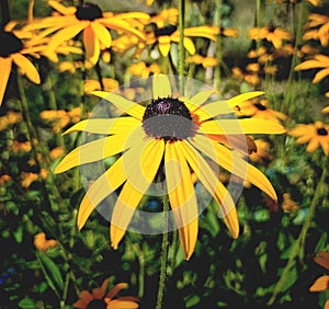 Yellow flower