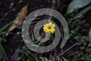 Wild yellow flowers grow in the damp garden photo