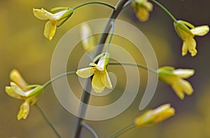 Yellow flower