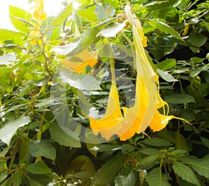 Yellow flower