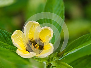 Yellow Flower