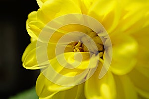 A yellow flower