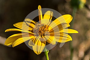 Yellow flower