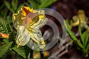 Yellow flower photo