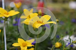 Yellow flower