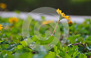 Yellow Flower