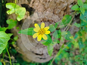 yellow flower in an abandoned garden, against a backdrop of brown stones with blurred effect. Natural beauty amidst neglect.