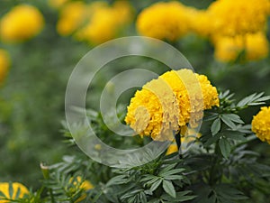Yellow flower African marigold, American, Aztec, Big marigold Scientific name Tagetes erecta blooming in garden nature background
