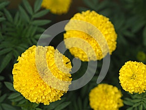 Yellow flower African marigold, American, Aztec, Big marigold Scientific name Tagetes erecta blooming in garden nature background