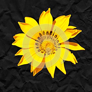 Yellow flower against a black background