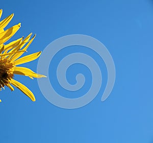 Yellow flower against a blue sky.