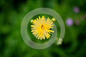 Yellow flower in a garden photo