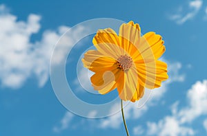 Yellow flower against sky