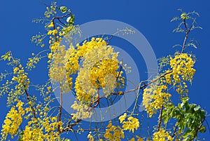 Yellow flower aganist the sky.