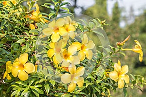 Yellow flower (Allamanda cathartica)