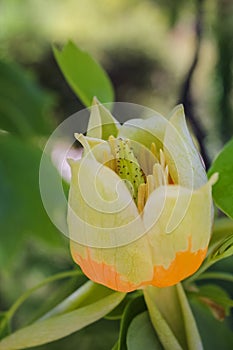 yellow flower American tulip tree Liriodendron tulipifera in bloom. macro or closeup photo