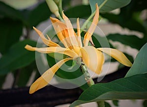 Yellow flower and ants. Champaka flower. Thai flower perfume.