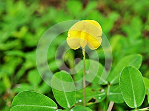 Yellow flower Arachis pintoi ,Brazil  bean plants ,arachis hypogaea ,Pinto beans ,herb plant ,Lepidopterous ,Lepidopterans ,grass