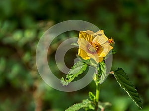Yellow flower of Arembepe VIII photo