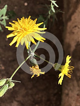 The yellow flower at arenal beach.