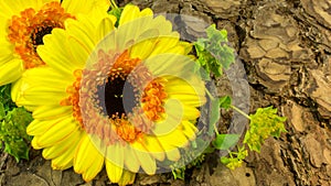 A yellow flower as background the bark