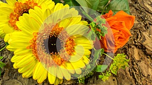 A yellow flower as background the bark