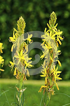 Yellow flower Asphodeline lutea in blossom