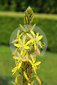 Yellow flower Asphodeline lutea in blossom