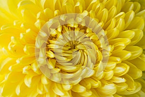 Yellow flower aster, daisy