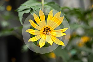 Yellow flower of Asteraceae