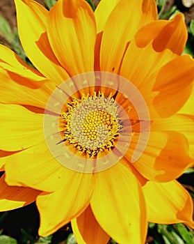 Yellow flower with attractive petals
