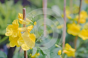 Yellow flower on background