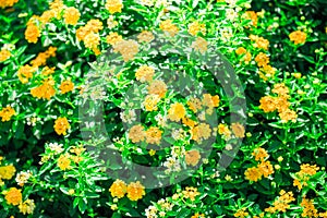 Yellow of flower background