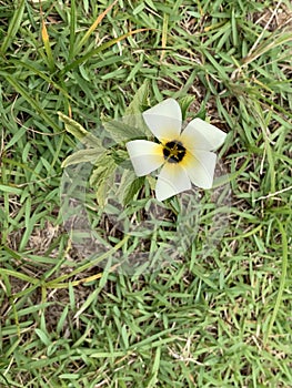 Yellow flower with background in green grass