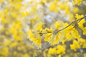 Yellow flower background , Tabebuia chrysantha Nichols,Tallow Pu photo