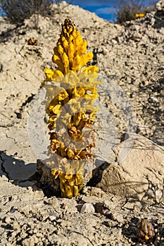 Yellow flower in the Badlands of Abanilla near Murcia in Spain photo