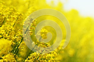 Yellow flower Barbarea vulgaris.