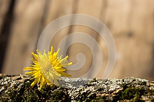 Yellow flower on the bark of a tree and a background of wooden boards for design or text