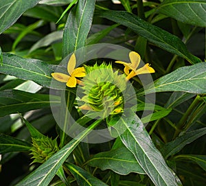 The yellow flower of Barleria oenotheroides Lamiales, Acanthaceae. Botanical garden kit karlsruhe photo